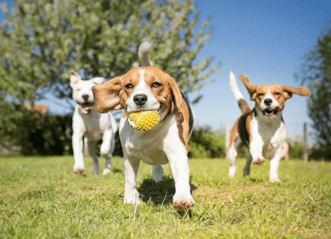 Dog Park