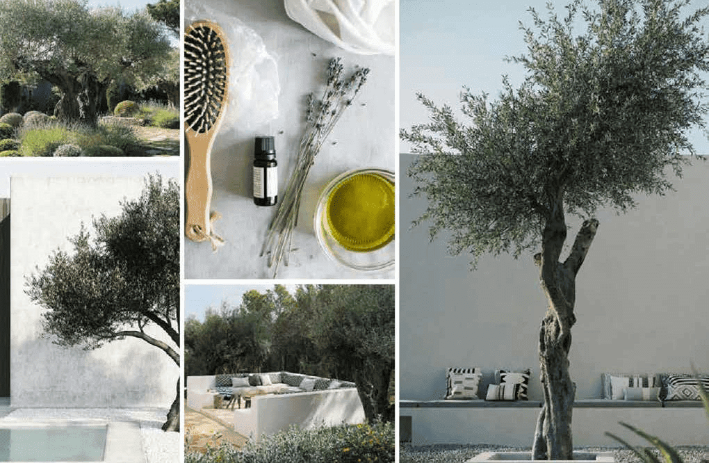 Olive Trees Garden