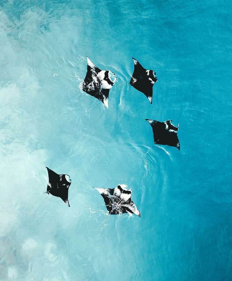 Aquarium Mantaray